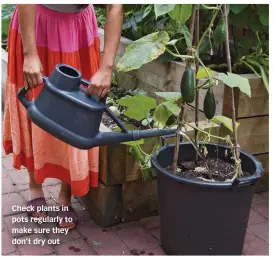  ?? ?? Check plants in pots regularly to make sure they don’t dry out
