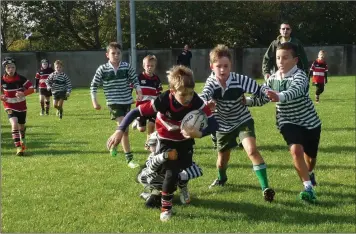  ??  ?? Wicklow and Greystones rugby players get to grips with each other on the first day back in action.