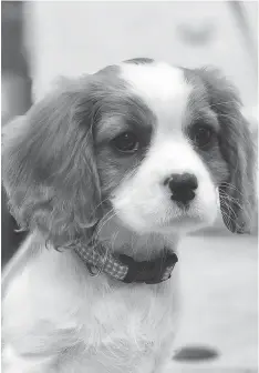  ?? NANCY KARGER/THE ASSOCIATED PRESS ?? Puppies like Dolly, a Cavalier King Charles Spaniel, become instant family members, but experts say it takes time to acclimate your furry friend to its new routine.