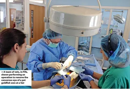  ?? ?? > A team of vets, in Fife, shown performing an operation to remove the cancerous eye of a pet goldfish won at a fair