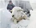  ?? ?? A farmer in the Peak District digs one of his sheep out of drifting snow last week