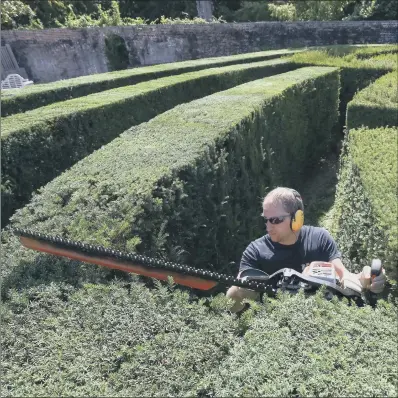  ?? PICTURE: PA WIRE ?? GETTING IN TRIM: Alex McCann cuts the hedges in the Stansted Park maze, which is closed to the public due to social distancing.