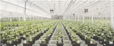  ?? POSTMEDIA NEWS ?? Aphria’s stock rose as much as 18 per cent Tuesday after the pot firm saw a profit milestone. Above, its Leamington, Ont., site.