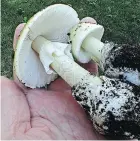  ?? SUBMITTED ?? Death cap mushrooms are shiny and have a greenish hue, while the gills on the underside stay white.