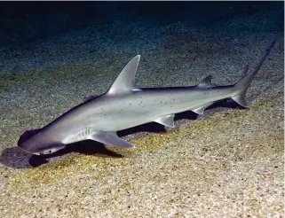  ??  ?? Bonnethead sharks get the nutrition they require through a diet of vegetation and meat