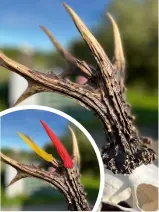  ?? ?? Here is a roe head illustrati­ng the first caudal tine in red and the secondary caudal tine in yellow. As you can see, the secondary one in this case is small; using the Burkett system, the rear tine would be classed as the second caudal tine