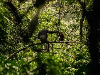  ??  ?? Clockwise from left: one of East Africa’s last remaining chimpanzee population­s can be observed by guests at Nyungwe House; the resort’s 23 bedrooms and suites are sited on a tea farm edged by a jungle reserve; a bustling produce market in Rwanda’s capital Kigali