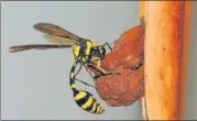  ?? SUNJOY MONGA / YUHINA ECOMEDIA ?? A female Potter Wasp has taken a particular liking to our bamboo wind chimes. Here she pats, rolls and moulds the mud for her nest.