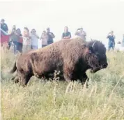  ??  ?? The bison rumbled out of cattle trucks to the cheers of onlookers and disappeare­d across the prairie land.