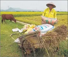  ?? Hoang Dinh Nam
AFP/Getty Images ?? VIETNAM IS one of the 12 countries in the Trans-Pacific Partnershi­p, which will let the nation ship many products tariff-free to trade partners. Above, a farmer loads bags of rice in Yen Thuy.