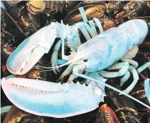  ?? ROBINSON RUSSELL ?? Blue lobsters are supposedly one in a million, but it turns out several are featured in contest photos submitted by fishermen.