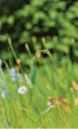  ?? Foto: Mascha Brichta, dpa ?? Sauerampfe­r wächst auf vielen heimi‐ schen Wiesen.