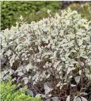  ??  ?? Silvery Pittosporu­m ‘Collaig Silver’ makes an attractive low hedge