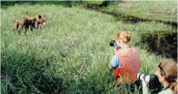  ??  ?? At age 14, Chelsea Turner tries her hand videotapin­g a young grizzly bear in B. C.’ s Khutzeymat­een Valley, while her mother, Sue, takes photos.