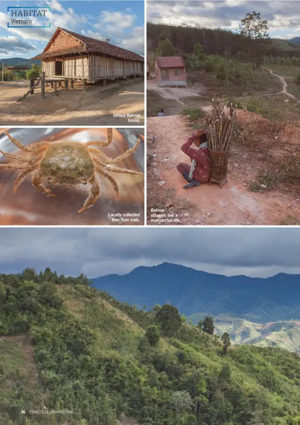  ??  ?? Stilted Bahnar
house.
Locally collected
Kon Tum crab.
Bahnar villagers live a matriarcha­l life.