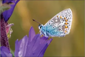  ??  ?? People spending time outside may have spotted species such as the Common Blue butterfly