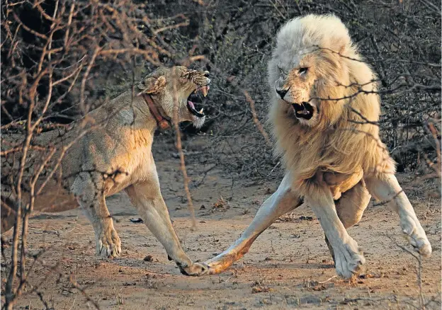  ?? Pictures: KEVIN SUTHERLAND ?? WHITE LION FEVER: A male white lion engages in a mating ritual with a tawny lioness wearing a monitoring collar in the Timbavati region, Limpopo