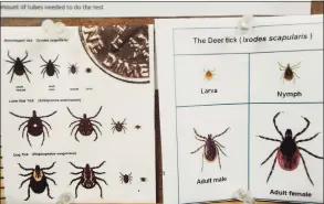  ?? Brian A. Pounds / Hearst Connecticu­t Media file photo ?? An illustrati­on provided by Milford Molecular Diagnostic­s in 2018 shows a deer tick, at right, the kind that carriues Lyme disease.