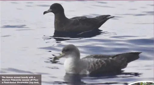  ??  ?? The Azores scored heavily with a Western Palearctic second off Pico: a Flesh-footed Shearwater (top bird).
Caption