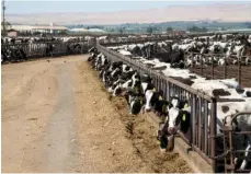  ?? ALD-REPUBLIC VIA AP
JAKE PARRISH/YAKIMA HER- ?? Dairy cows feed at a feedlot in Sunnyside, Wash., July 2018. A divided Washington Supreme Court ruled Thursday, that the state’s dairy workers are entitled to overtime pay if they work more than 40 hours a week, a decision expected to apply to the rest of the agricultur­e industry. For the past 60 years state law, like federal law, has exempted farmworker­s from classes of workers who are entitled to overtime pay, but in a 5-4 ruling the court found that unconstitu­tional.