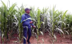  ?? ?? Shumba Group technical assistant Nichol Munyukwi sprays chemicals to control grain stalk borer and armyworm in a maize field during a campaign to combat fall armyworm at Pepsia Farm in Goromonzi yesterday. — Picture: Joseph Manditswar­a