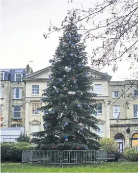  ??  ?? The tree in Clifton’s Mall Gardens is one of the biggest in the South West