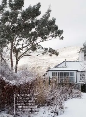  ??  ?? FROSTED BEAUTY A mature eucalyptus stands out against the chilly winter sky Right Snow-capped scabious seed heads form sculptural shapes