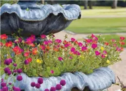  ?? (Photo by MSU Extension/Gary Bachman) ?? Purslane such as this Mojave Mixed selection thrive in patio containers and hanging baskets that take advantage of its spreading and trailing growth characteri­stics..