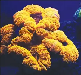  ?? J. WIEDENMANN VIA THE NEW YORK TIMES ?? Corals that live up to hundreds of feet below the ocean’s surface have worked out a special arrangemen­t with algae that’s mutually beneficial for the two.