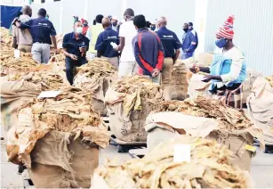  ??  ?? Most small-scale tobacco farmers who benefited from the land reform programme are now major contributo­rs at the auction floors