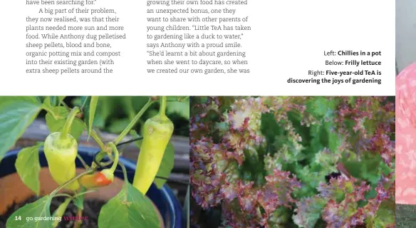  ??  ?? Left: Chillies in a pot
Below: Frilly lettuce Right: Five-year-old TeA is discoverin­g the joys of gardening