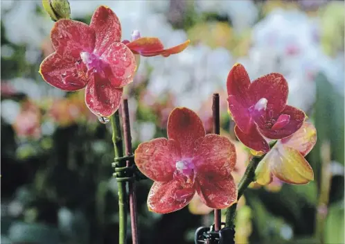  ?? PHOTOS BY KATHY RENWALD ?? This is one of the many types of phalaenops­is orchids that is easy to grow and spectacula­r in bloom.
With proper care, cymbidium orchids are repeat bloomers.