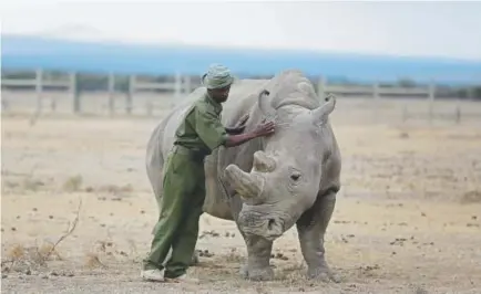  ?? Sunday Alamba, The Associated Press ?? Keeper Zachariah Mutai attends to Fatu, one of only two female northern white rhinos left in the world, on March 2 in the pen where she is kept for observatio­n, at the Ol Pejeta Conservanc­y in Laikipia county in Kenya.