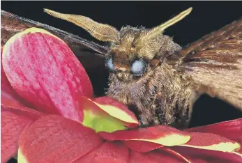  ?? ?? Moth on Flower, by Terry Meads.