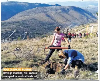  ??  ?? VOLI ZASUKATI RUKAVE Brala je masline, ali i kopala vinograd te je obrađivala vrt