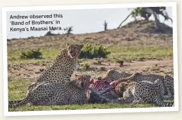  ??  ?? Andrew observed this ‘Band of Brothers’ in Kenya’s Maasai Mara.