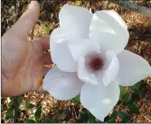  ??  ?? Magnolia ‘Big Dude’.