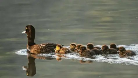  ??  ?? Ein Familienau­sflug bei Sonne und kühlem Wasser – schöner könnte der Sommer nicht sein. Diese Reiherente und ihre neun Küken schwimmen auf der Donau in Leipheim, fotografie­rt von Erich Herrmann aus Riedheim (Landkreis Günzburg).