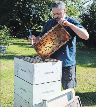  ?? CATHERINE WHITNALL/METROLAND ?? Kawartha Lakes Honey beekeeper Jerry Jerrard says colonies like this one can be home to up to 50,000 bees.