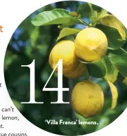  ??  ?? ‘Villa Franca’ lemons.