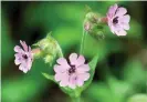  ?? Photograph: Phil Gates ?? A red campion flower with brown spores of the anther-smut fungus.