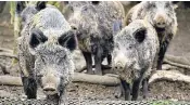  ??  ?? Wild boar in the Forest of Dean look for food in the bins