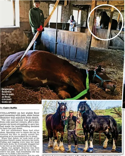  ??  ?? Desperate: Beatrice lies in pain as Beau (circled) looks on
My hero: A recovered Beatrice, left, with Beau and owner Donald MacIntyre