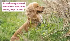  ??  ?? A consistent pattern of behaviour – hunt, flush and sit/stop – is vital