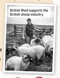  ??  ?? British Wool supports the British sheep industry