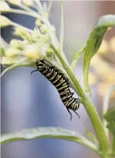  ?? Michael Maloney / The Chronicle 2008 ?? Kids might spot a monarch caterpilla­r on a milkweed plant during a daily “Green 15” session.