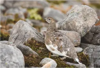  ??  ?? The ptarmigan Patrick spotted were almost precisely halfway between autumn and winter plumage