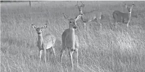  ?? PAUL A. SMITH / MILWAUKEE JOURNAL SENTINEL ?? White-tailed deer move through a field in southeaste­rn Wisconsin.