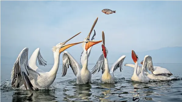  ??  ?? Dalmatian pelicans are thrown a treat on Lake Kerkini, in northern Greece. The lake is one of the most important wintering sites in Europe for the species, which has learnt to live peacefully alongside fishermen