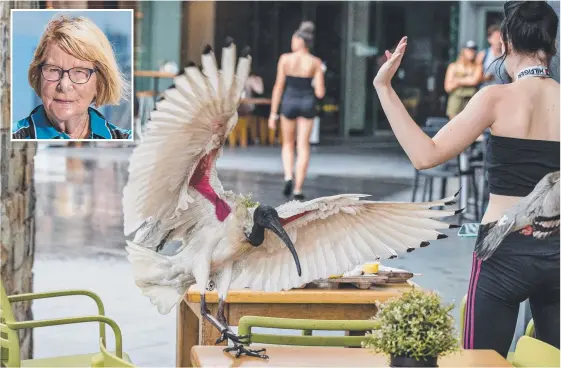  ?? Picture: JERAD WILLIAMS ?? Greek Street Grill employee Hannah Ingram, spraying away ibis at the restaurant in Surfers Paradise.